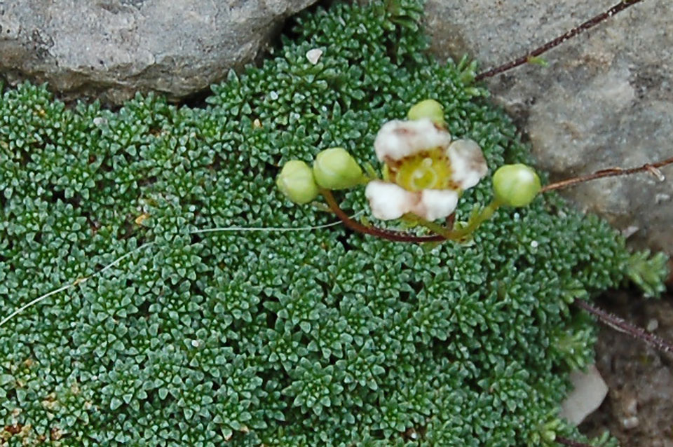 Dolomiti di Sesto - Saxifraga sp.